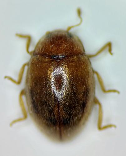Réf. 350 902 : Rhyzobius litura